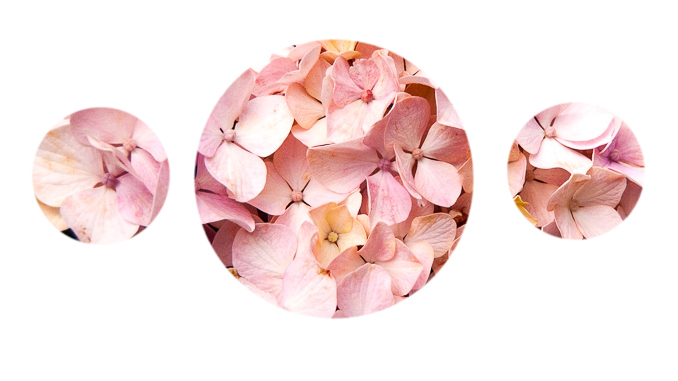 photo_hortensias_bretagne photos d'hortensias roses dans les cotes d'armor